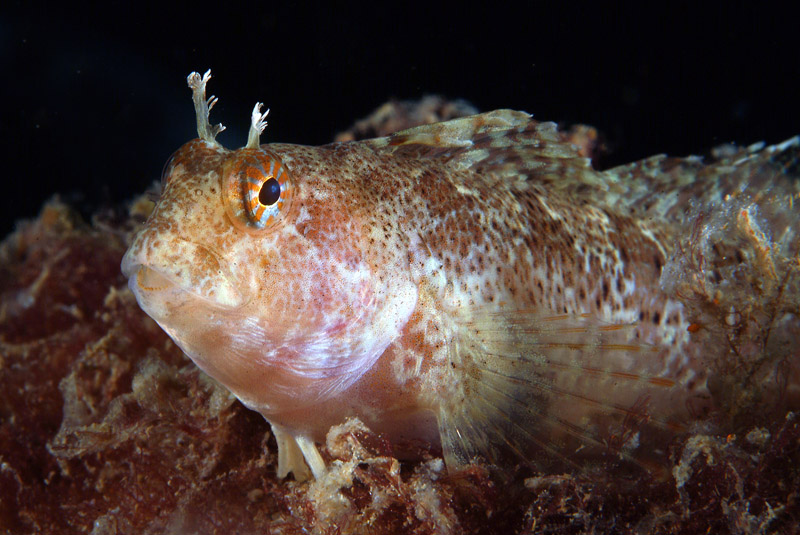 Blennidi